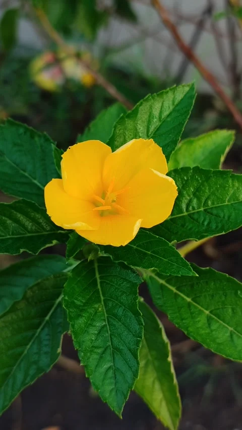 Turnera ulmifolia Stock Footage 323148909