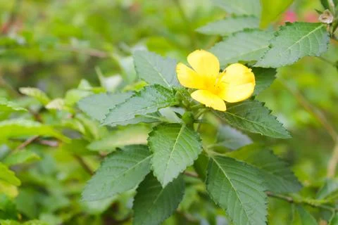 Turnera Ulmifolia Stock Photos