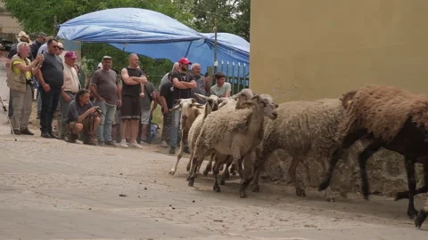 Turniata of San Vito sheep moving in Ricigliano Stock Footage 339364968