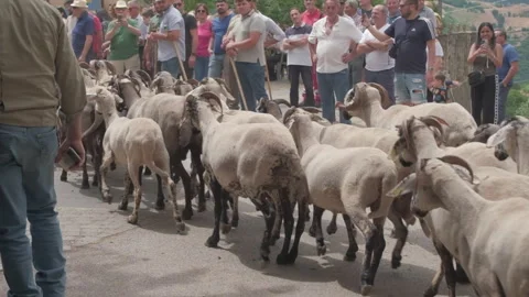Turniata of San Vito sheep passing in Ricigliano Stock Footage 339365345