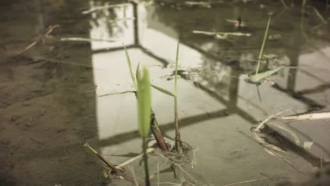 Turning around circle view of a young new grown buds of a special plant in shall Stock Footage 236289481