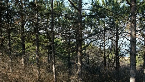 Turning around in the forest. A walk in the forest, a lot of trees. Stock Footage 104047011