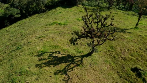 Turning around a lone tree in the middle of a meadow casting his shadow Stock Footage 236772960