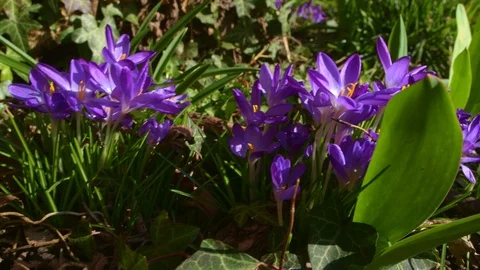 Turning around a spring crocus Stock Footage 103379083