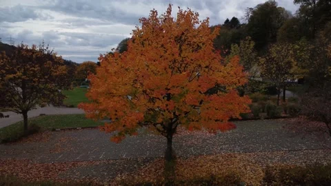 Turning around a tree in autumn 스톡 동영상 219839180