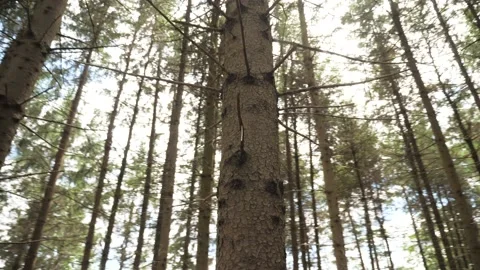 Turning around tree branches forest nature summer wood Stock Footage 156190052