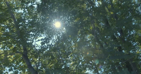 Turning around tree in a summer sunny day/ Looking up Vídeo Stock 130930449