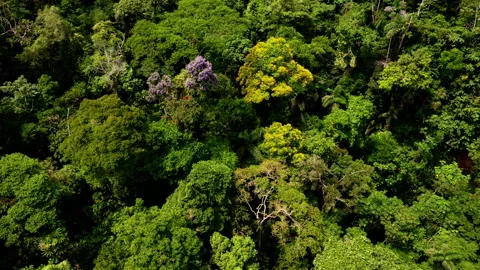 Turning around a tropical forest canopy with beautiful tree species Stock Footage 236785151