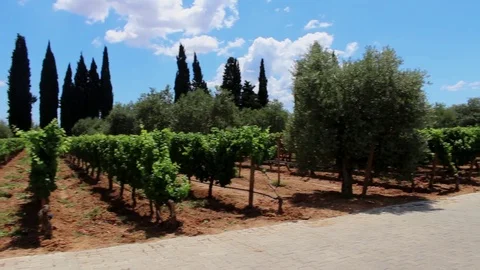 Turning around the vineyard Stock Footage 92768006