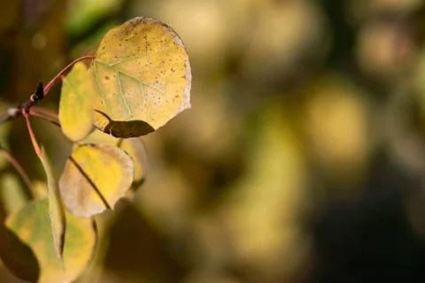 Turning Aspen Leaf Stock Photos