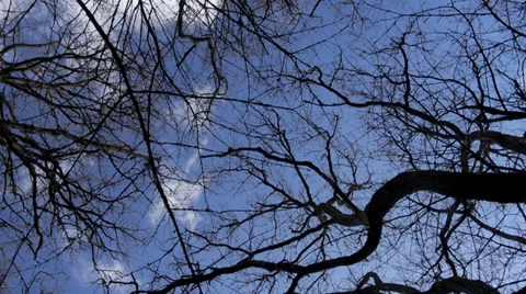 Turning beneath bare tree branches against winter sky Stock Footage 35421245