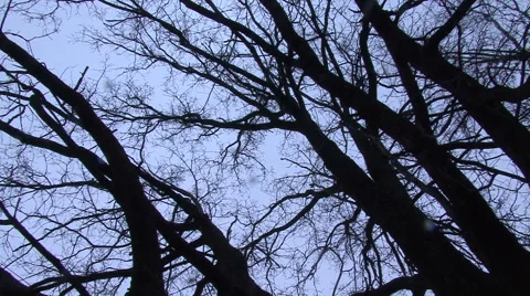 Turning beneath bare tree branches against winter sky Stock Footage 49224215