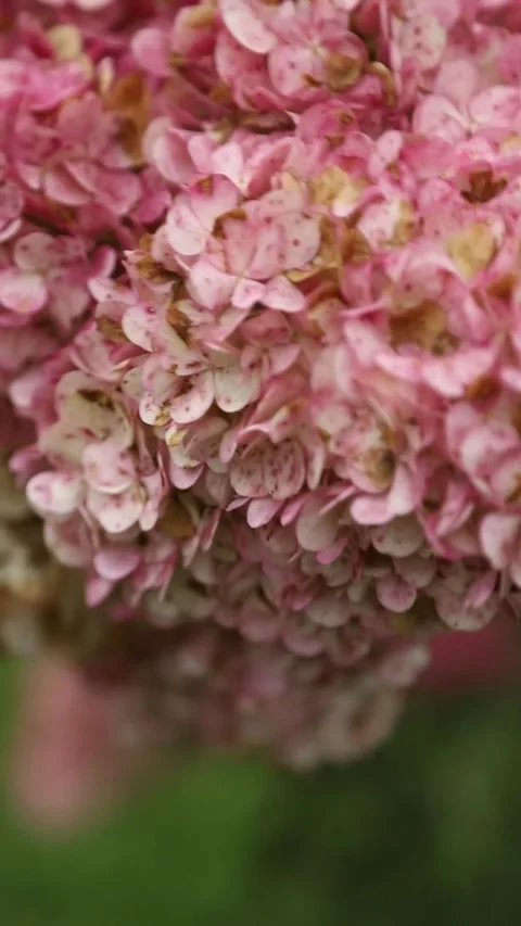 Turning of blooming pink panicle hydrangea flowers, close up Vídeos de archivo 346235778