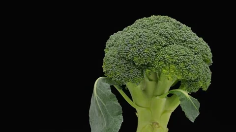 Turning broccoli. Stock Footage 295253552