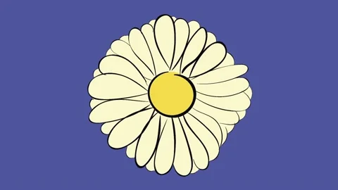 The turning camomile on multi-colored Stock Footage 92936837