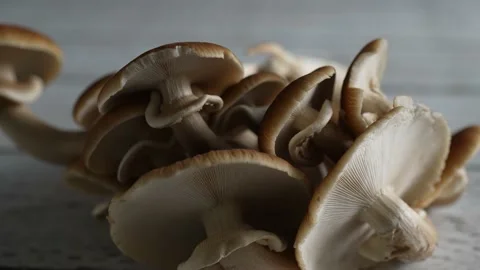 Turning closeup view of top and underside of Pioppino mushroom caps. Stock Footage 154625867