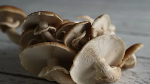 Turning closeup view of underside of Pioppino mushroom caps. Video stock 154625820