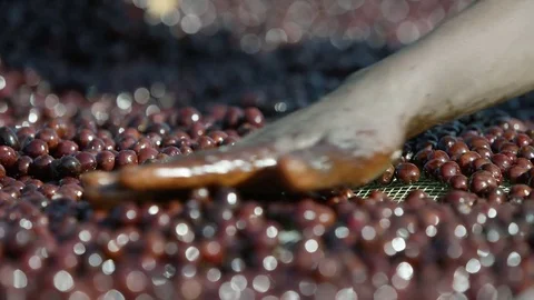 Turning coffee cherries drying bed Ethiopia Stock Footage 79580794