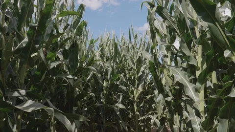 Turning a Corner in a Corn Maze Stock Footage 120433598
