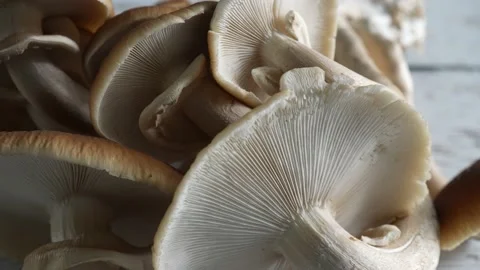 Turning, extreme closeup view of top and underside of Pioppino mushroom caps. Stock Footage 154625971