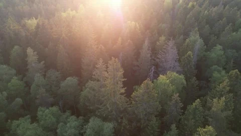 Turning flight above a forest in sunset Stock Footage 244700060