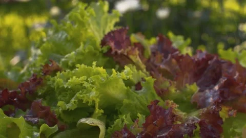 Turning fresh lettuce under the rain Stock Footage 137601447