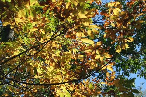 Turning leaves Stock Photos