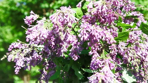 Turning lilac HD 库存影片 6675199