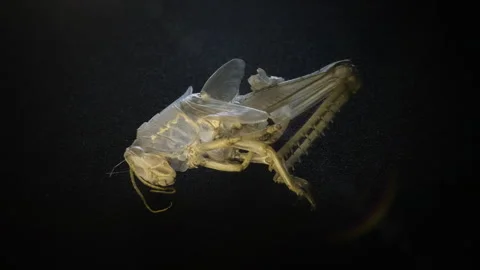 Turning macro view of cricket exoskeleton on black Stock Footage 274531886