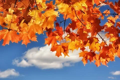Turning Maple Leaves Stock Photos