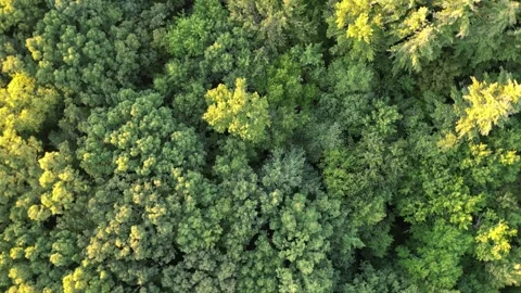 Turning over treetops in dense forest (looking down at conifer and deciduous  Stock Footage 252169396