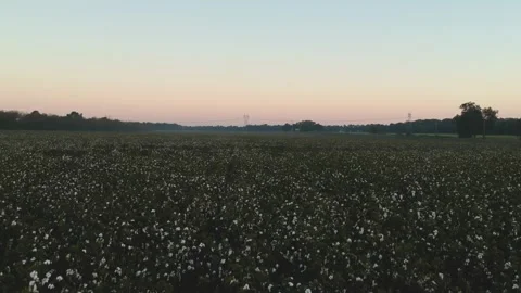 Turning overhead shot over cotton field Stock Footage 131341402