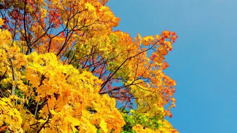 Turning panorama of colorful maple trees against blue sky. Vidéo 236982274
