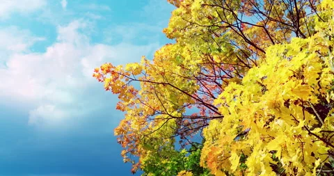 Turning panorama of maple trees against blue sky with fast moving clouds Vídeos de archivo 217376224