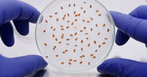 Turning the Petri dish in hands. Stock Footage 289652977