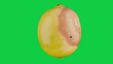 Turning Realistic Yellow lemon with Shadow and Highlight on Green Screen. Stock Footage 339818837