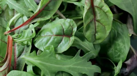 Turning Salad Leaves Видео 10831915