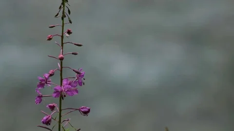 Turning from sharp to blurred of violet flowers of fireweed at a brook Stock Footage 78155680