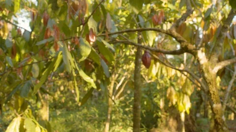 Turning shot of a cocoa fruit in amazon jungle in ecuador Видео 116207720