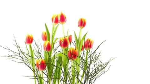 Turning spring flowers Stock Footage 261731137