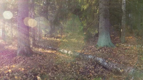 Turning sunlight in forest time-lapse Stock Footage 97701707