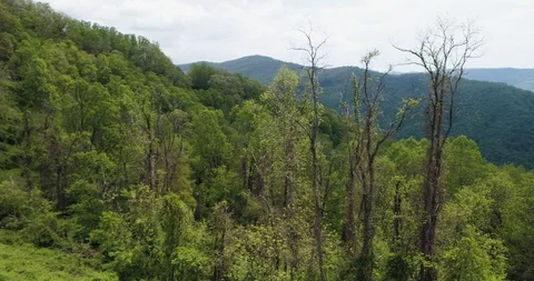 Turning through tree canopy to reveal mountainous landscape drone aerial 4k Stock Footage 114136917