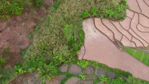 Turning top down aerial view of rice farm field Stock Footage 155642610