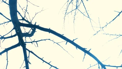 Turning Tree Branch Under Clouds and Sky - Time Lapse Stock Footage 126782761