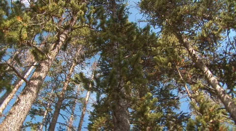 Turning trees Stock Footage 82508