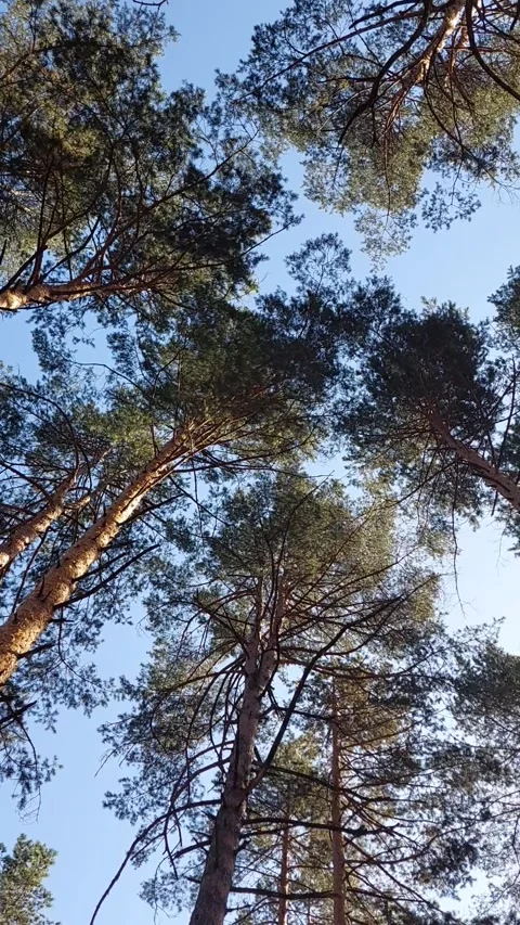 Turning the Treetops Up Video stock 250090761