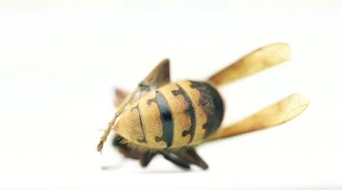 Turning wasp Stock-Footage 21244107