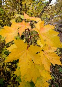 The turning yellow leaf of a maple in the fall outdoors 写真素材