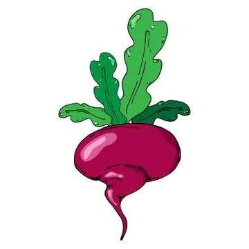 Turnip, beets. Vector of a beet, turnip. Turnip with leaves. Stock Illustration
