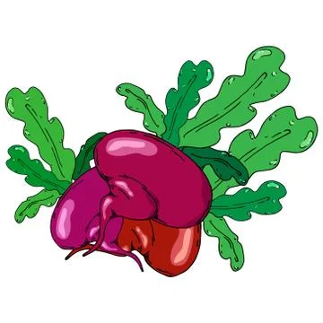 Turnip, beets. Vector of a beet, turnip. Turnip with leaves. Stock Illustration